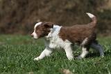 BORDER COLLIE 817